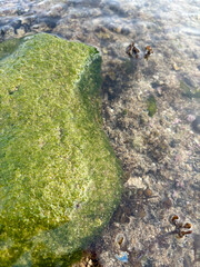 Green Oasis | a rock covered in a thick layer of bright green algae. The algae are growing in patches and appear to be soft and spongy | the vibrant green color of the algae 
