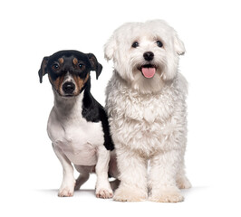 Jack russell terrier and maltese dog sitting together, Isolated on white