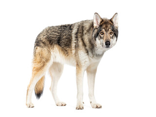 Obraz premium Timber Shepherd a kind of Wolfdog, looking at the camera, Isolated on white