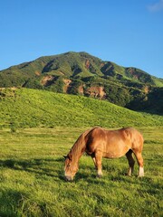 The Brown Horse is eating in the meadow.