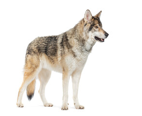 Side view of a Timber Shepherd a kind of Wolfdog, looking away, Isolated on white