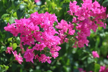 close up pink bougainvillea