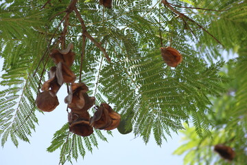 jacaranda seed pods on the tree