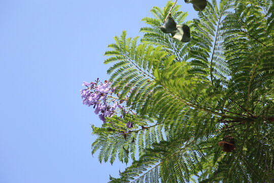 jakaranda leaves and blooms in summer