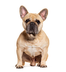Obraz premium French Bulldog sitting and looking at the camera, isolated on white