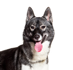 Portrait of west siberian laika dog panting and looking at camera