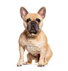 Obraz premium French Bulldog sitting and looking at the camera, isolated on white