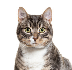 European shorthair cat with a curious expression on a white background