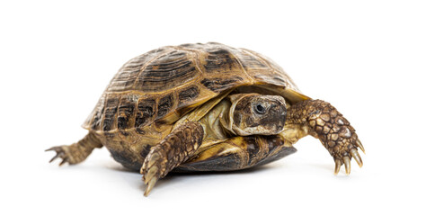 Russian tortoise walking on a white background