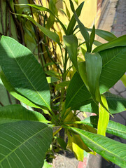 Plant in the garden | Closeup leaves in the garden