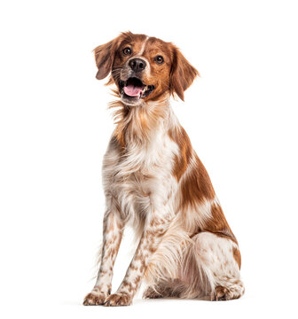 Happy brittany spaniel dog panting and sitting on a white background