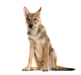 Sarloos wolfdog sitting in front of a white background