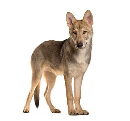 Sarloos wolfdog standing and staring on a white background