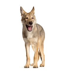 Sarloos wolfdog standing on a white background and panting