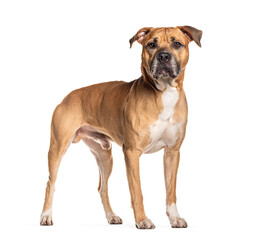 American staffordshire terrier standing and looking away on white background