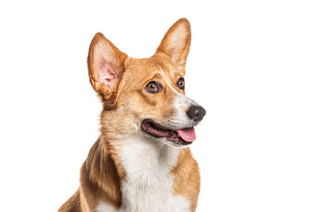 Head shot of a Welsh corgi Cardigan, sitting, looking away and panting, Isolated on white