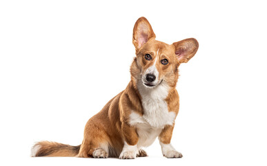 Welsh corgi Cardigan looking at the camera, Isolated on white