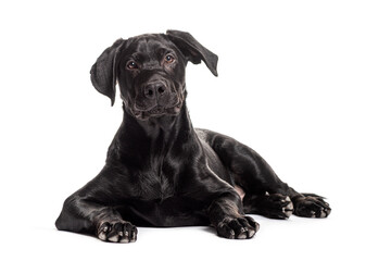 Black labrador retriever puppy lying down on white background