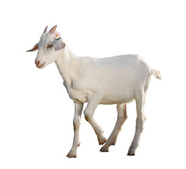 Fototapeta premium Adorable baby goat with beautiful flower on white background