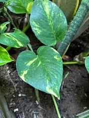 Plant in the garden | Closeup leaves in the garden