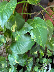 Plant in the garden | Closeup leaves in the garden