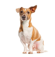 Adorable brown and white Jack russell terrier dog sitting and looking curious with head tilted, isolated on white