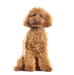 Brown toy poodle is sitting patiently on a white background