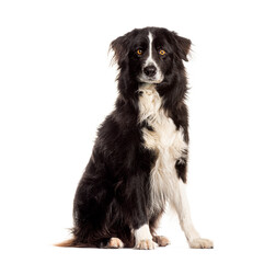 Border collie sitting and looking attentive on a white background