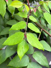 Plant in the garden | Closeup leaves in the garden