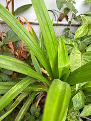 Obraz premium Plant in the garden | Closeup leaves in the garden