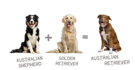 Illustration of a mix between two breeds of dog - australian shepherd and Golden retriever giving birth to a Australian Retriever