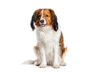 Fototapeta premium Kooikerhondje dog sitting and sticking out its tongue and panting after playing, isolated on white