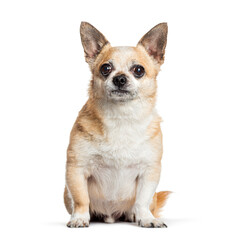 Chihuahua sitting and looking at camera on white background