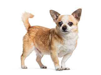 Chihuahua standing on white background wagging tail