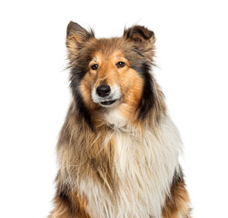 Rough collie dog sitting and looking at camera