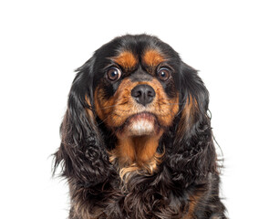 Headshot of a cavalier king charles spaniel dog looking surprised, isolated on white