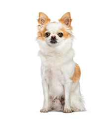 Long haired chihuahua dog sitting and looking forward