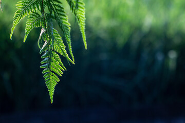 Fern leaves in the forest