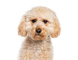 Head shot of an apricot Maltipoo, is a cross between a poodle and a Maltese, sitting, isolated on white