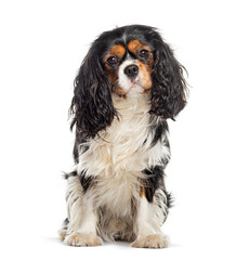 Cavalier King Charles Spaniel sitting and looking at cemara, isolated on white