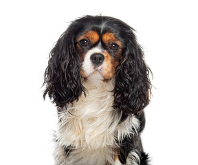 Head shot of a Cavalier King Charles Spaniel looking at cemara, isolated on white