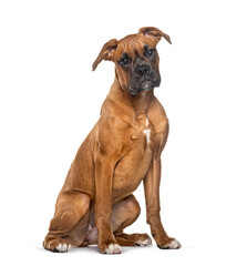 Obraz premium Portrait of a Boxer looking at the camera sitting, isolated on white