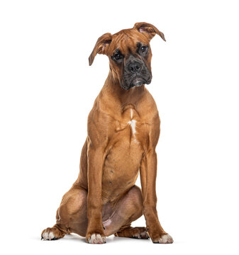 Portrait of a Boxer looking at the camera sitting, isolated on white