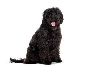 Black labradoodle sitting and panting with tongue out on white background