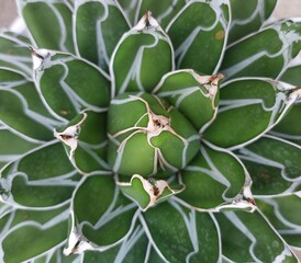 Agave Victoriae-reginae,the Queen Victoria 
agave or royal agave. The beauty of the white lines on the leaves makes them attractive to look at and is popularly used as a decorative plant. 