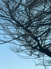 a clear blue sky with a network of bare tree branches against it. The branches are intertwined and create a complex pattern, with some reaching towards the top of the frame. The sky is a vibrant blue