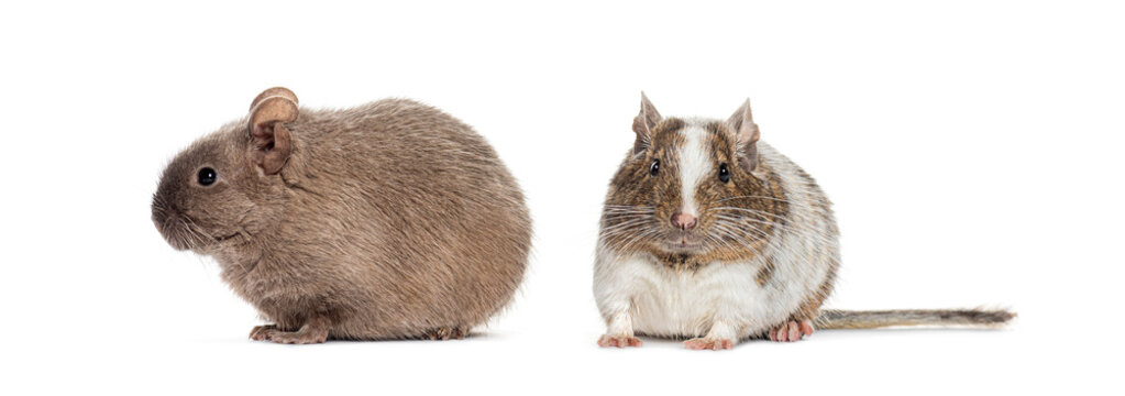 Two Common degu rodents, Octodon degus, together side by side, isolated on white