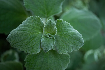 Liście mięty z delikatny białym nalotem © Magdalena