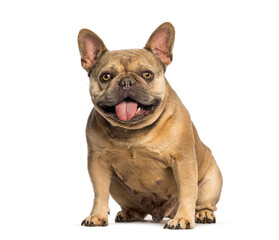 Happy french bulldog sitting and panting on white background