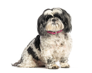 Shih tzu sitting and wearing a pink collar on white background